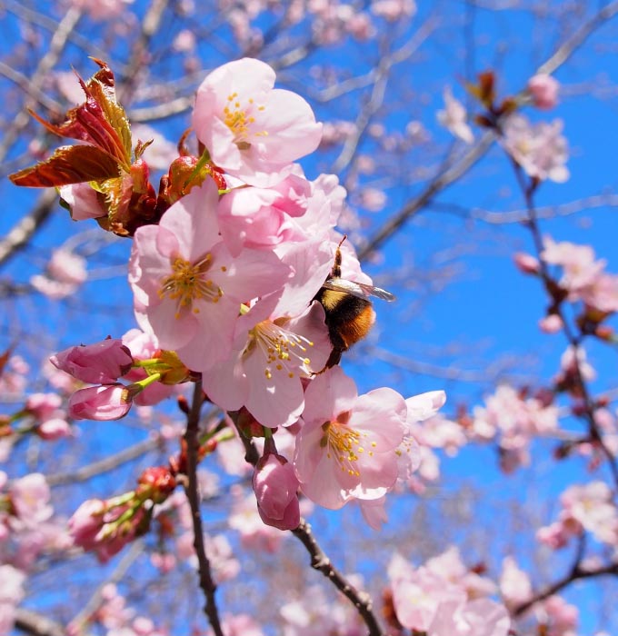 美しい自然や光り輝く植物