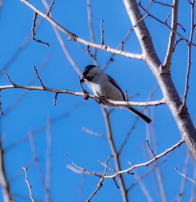 生き生きとした動物