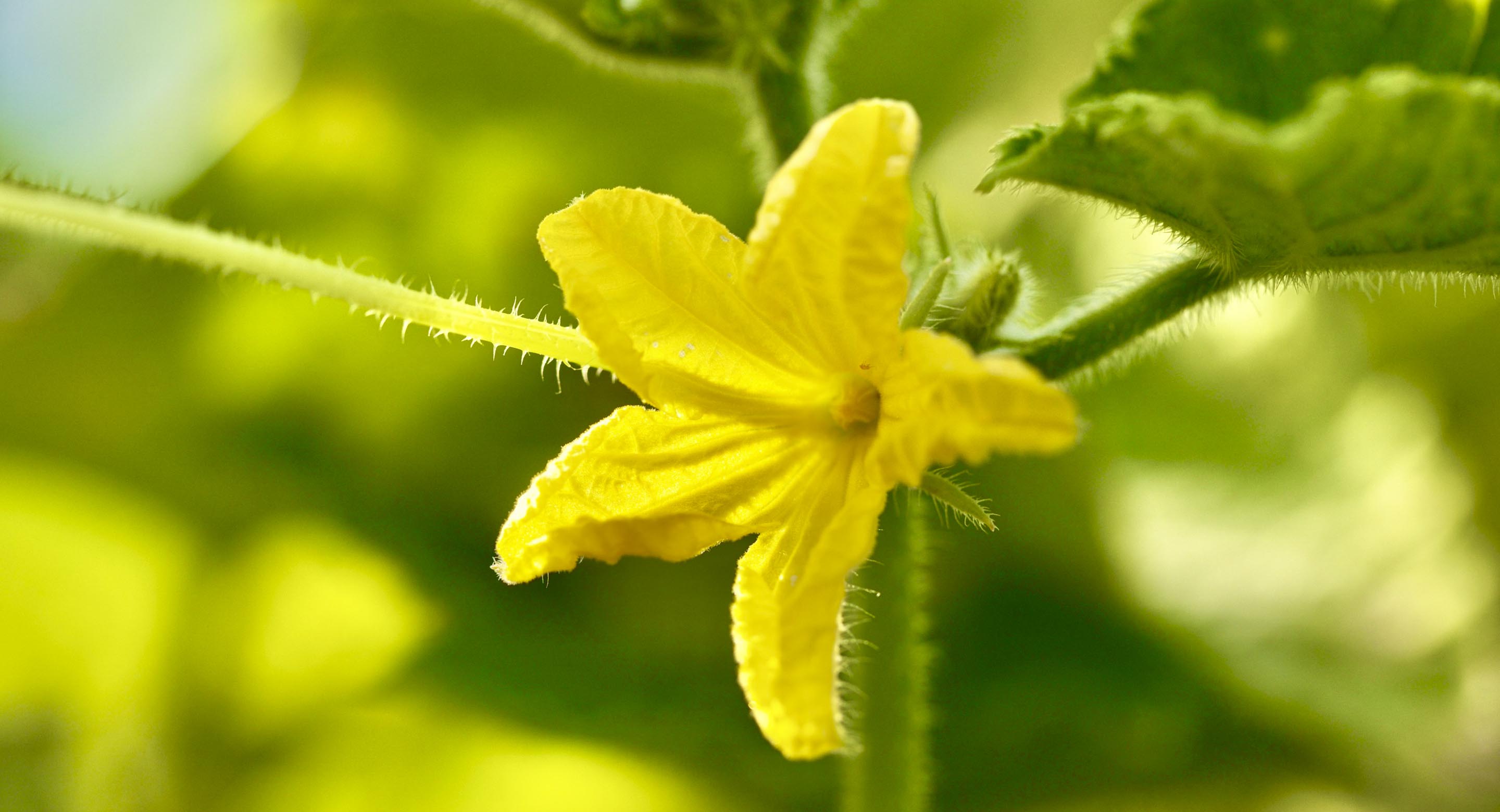 大豆畑や、蕎麦の畑からも一望できます。秀明ナチュラルファーム北海道のロゴの山も狩場山です