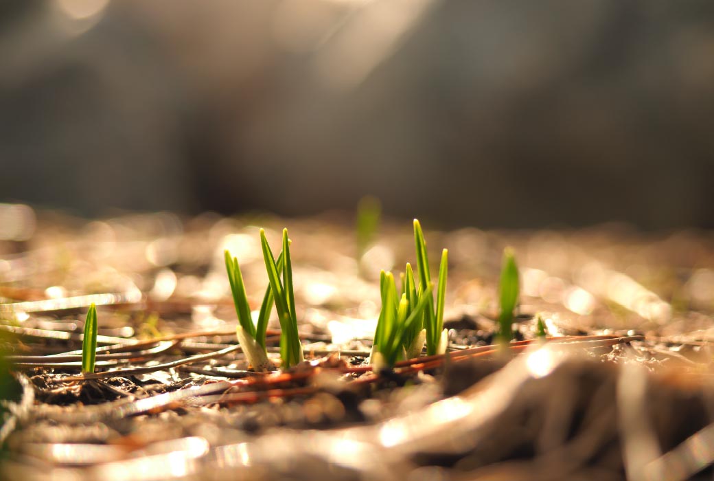 春に芽吹き始める新芽。土の中の微生物が元気に働き生命力溢れる作物や花が育ちます