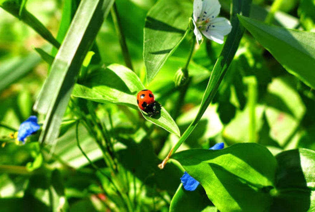 生物多様性が増すことにより生態系のバランスが向上し、自然本来のエネルギーが生まれます