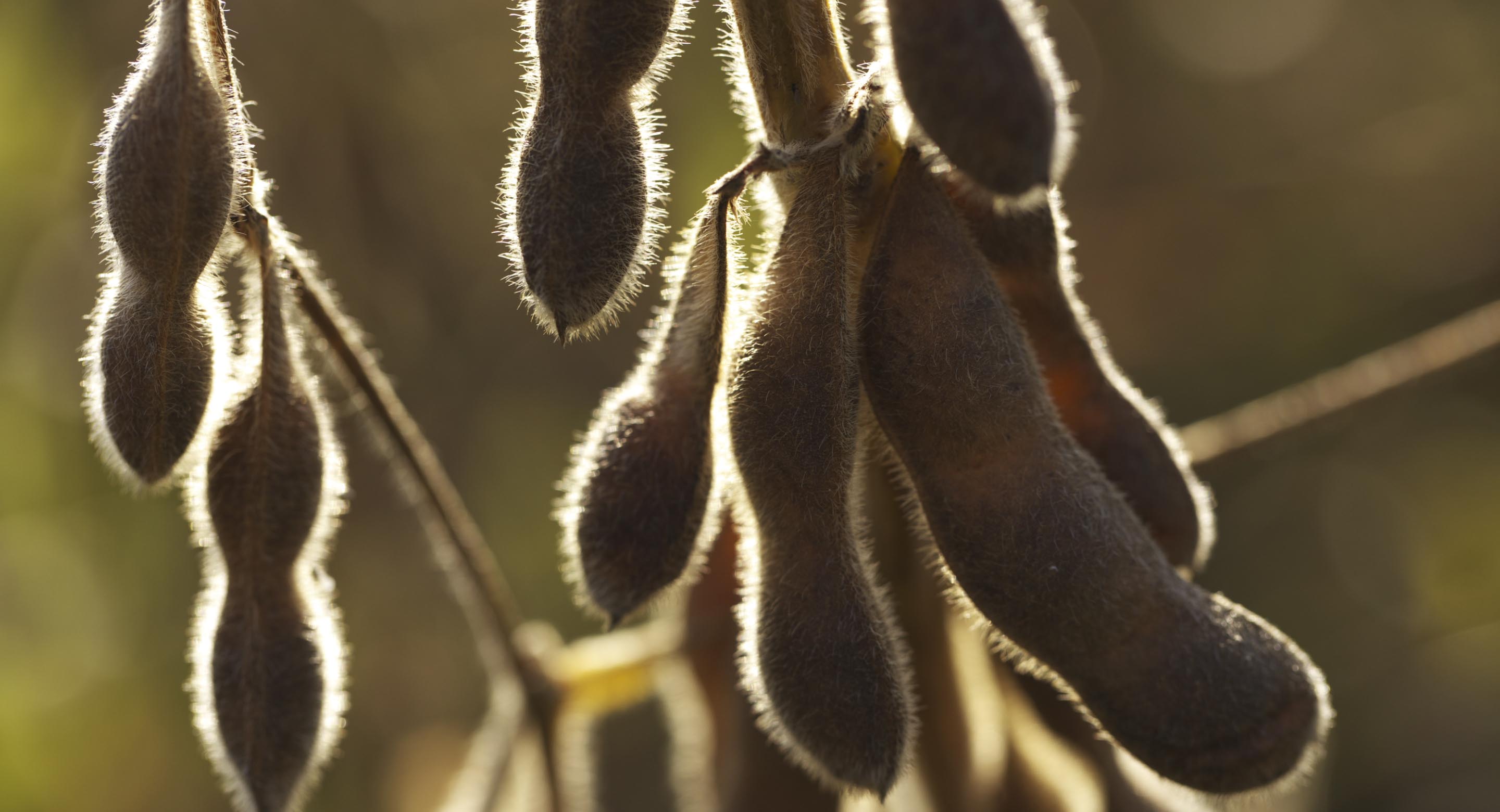 日本の大豆は95%輸入に頼っている状況です。自然農法の金色に輝く鶴の子大豆畑